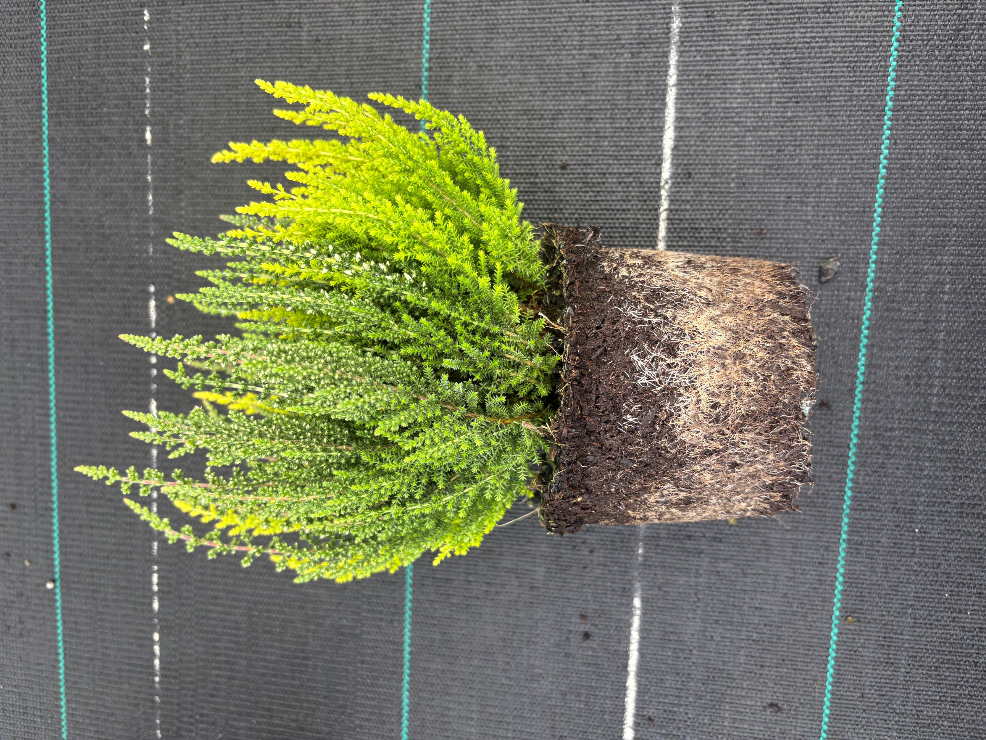 Es werden Kräuterpflanzen gezeigt.